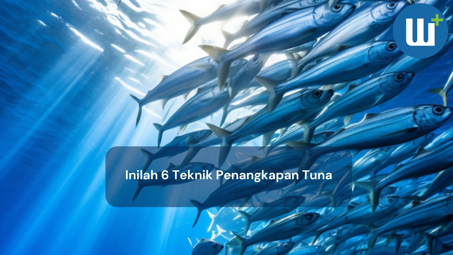  Inilah 6 Teknik Penangkapan Tuna